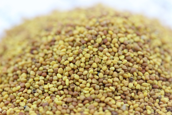 白三葉種子 白三葉種子