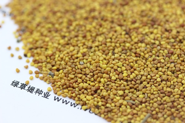 白三葉種子 白三葉種子