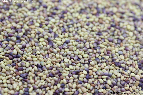 白三葉種子 白三葉種子