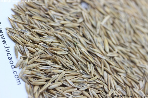 高羊茅種子 高羊茅種子