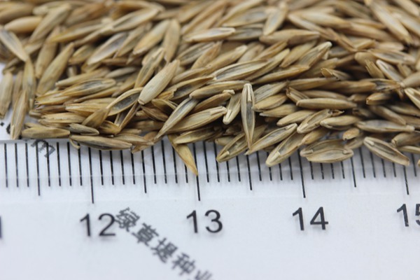 高羊茅種子 高羊茅種子