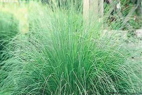 彎葉畫(huà)眉草