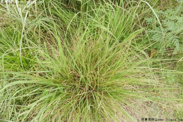 彎葉畫(huà)眉草