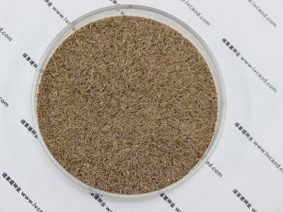 細(xì)弱剪股穎種子