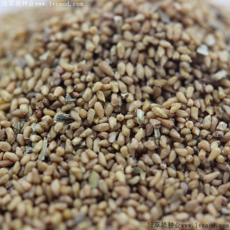 美麗月見(jiàn)草