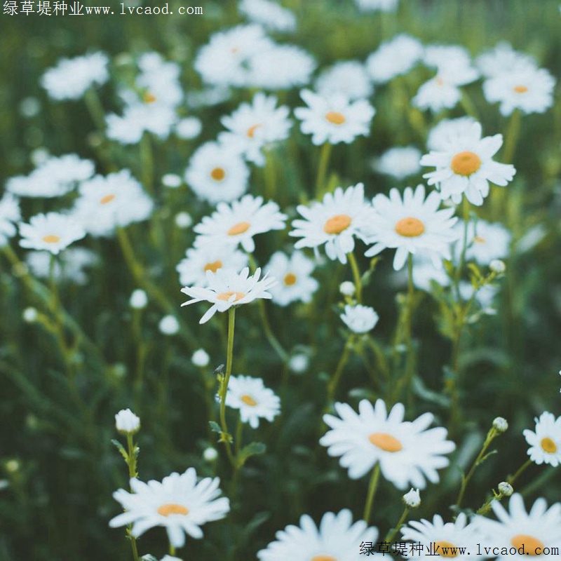 進(jìn)口小雛菊 進(jìn)口小雛菊