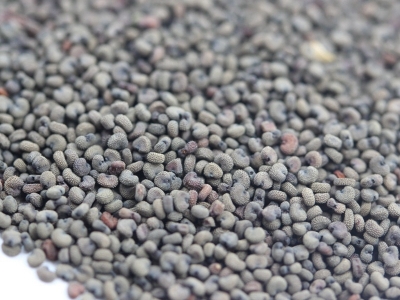 剪秋蘿種子播種之后多久可以開花？