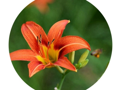 大花萱草種子的市場價(jià)格是多少？