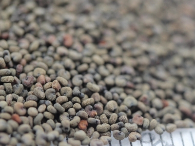 剪秋蘿種子的播種時間是什么時候？