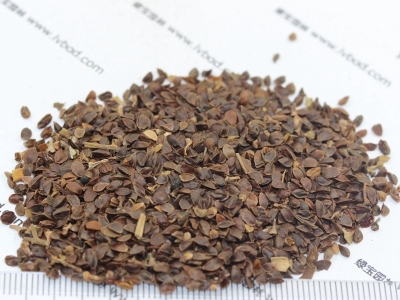 室外栽培假龍頭播種后需要多久會開花？