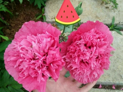 冰島虞美人種子播種之后開花需要多長時間？