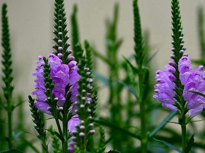 假龍頭種子應(yīng)該什么時候種比較好？