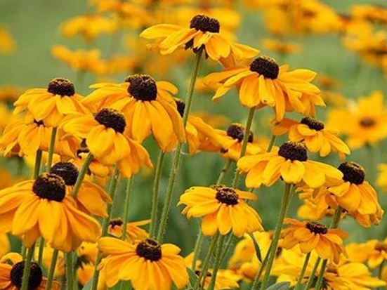 黑心菊種子——黑心菊種子成活率高嗎,花期更長(zhǎng)嗎 黑心菊種子——黑心菊種子成活率高嗎,花期更長(zhǎng)嗎