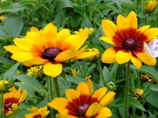 1589782467214108.jpg 微信圖片_20200518135256.jpg