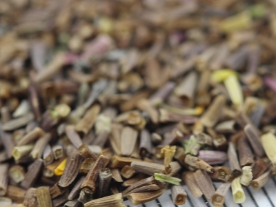 黃金菊種子什么時(shí)候播種比較好？