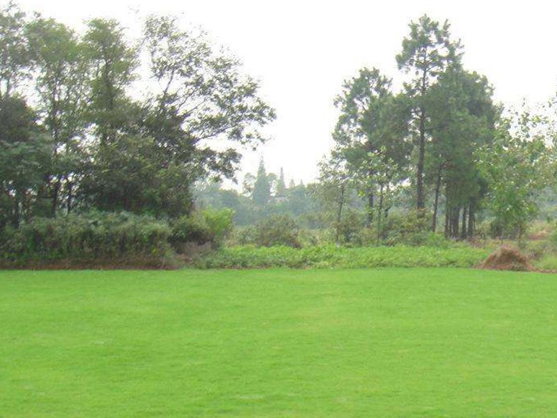 百慕大草坪 百慕大草坪