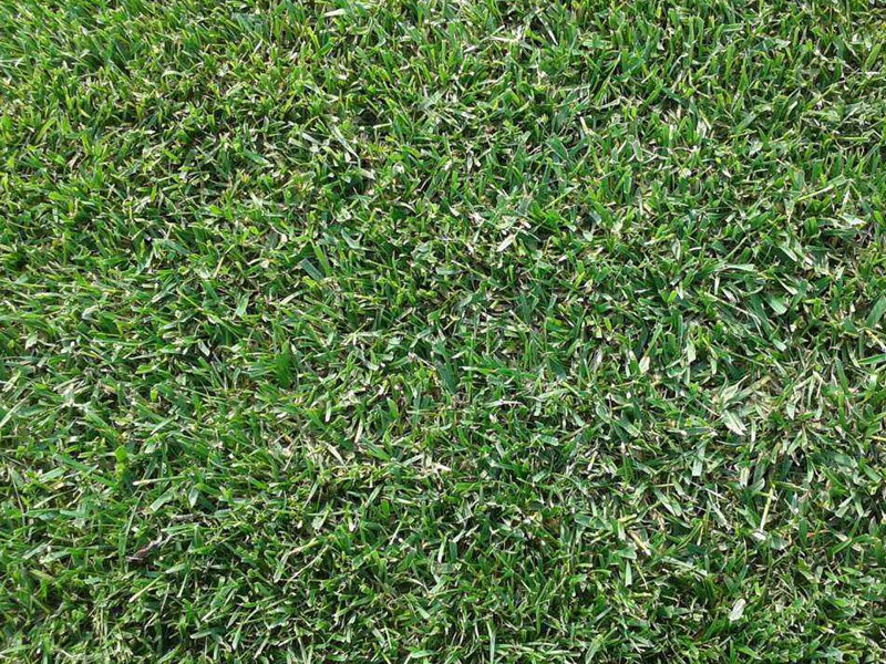 高羊茅草坪 高羊茅草坪