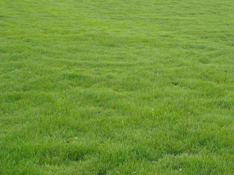 結(jié)縷草草坪