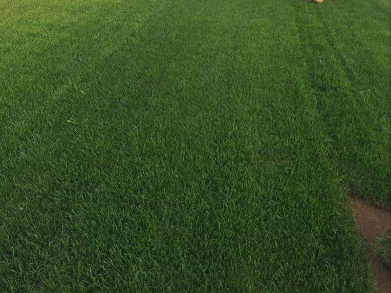 藍(lán)標(biāo)高羊茅