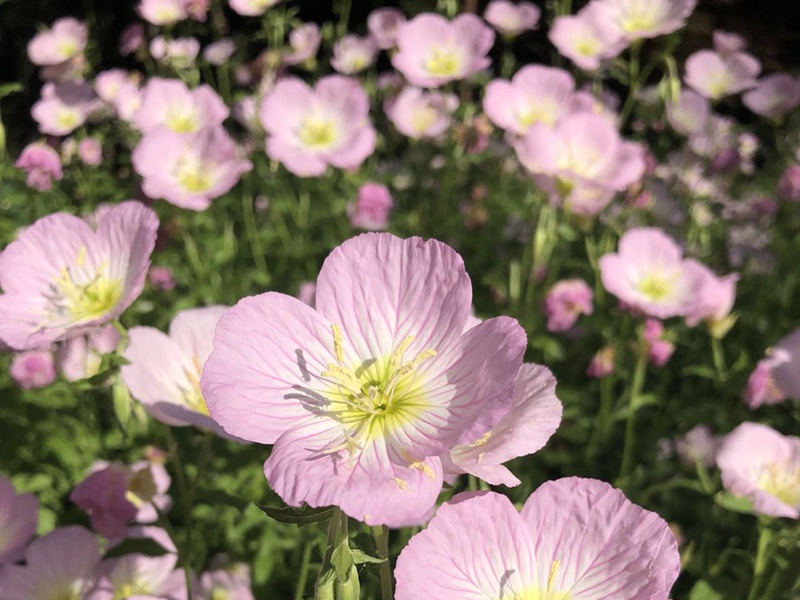 美麗月見(jiàn)草