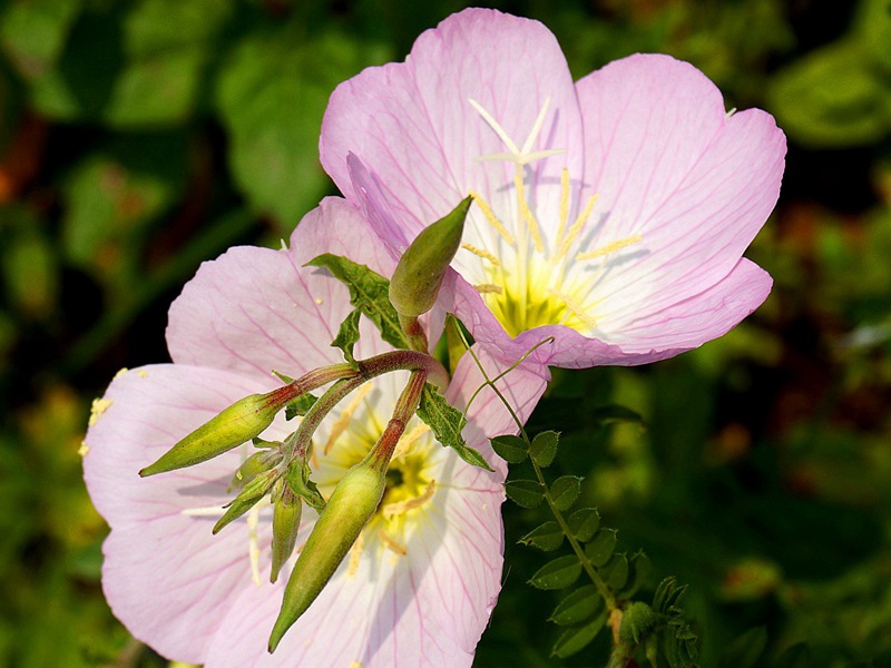 美麗月見(jiàn)草