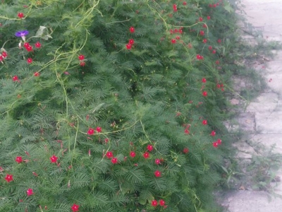 羽葉蔦蘿種子哪里有得賣(mài)？