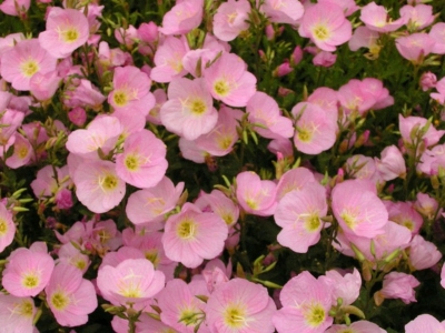 美麗月見草種子可以去哪里批發(fā)？