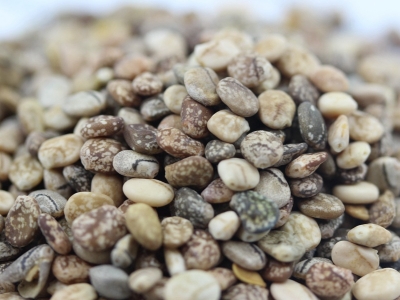 羽扇豆種子可以在哪里批發(fā)？