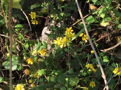 野菊花種子的播種量控制在多少？