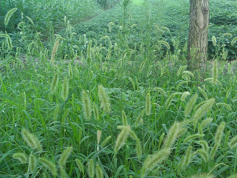 1598099195333796.jpg 5.jpg