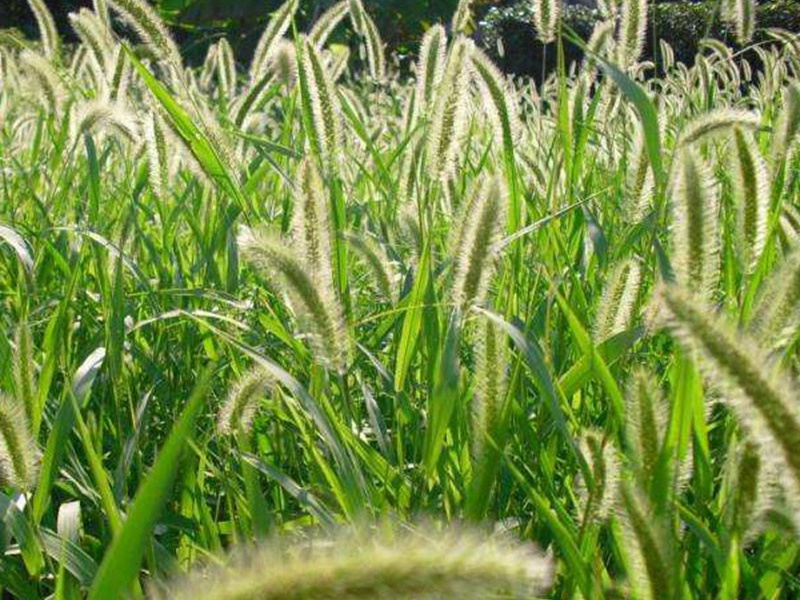 1598099197791911.jpg 1.jpg