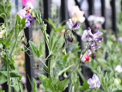 香豌豆種子應(yīng)該在什么時候播種？