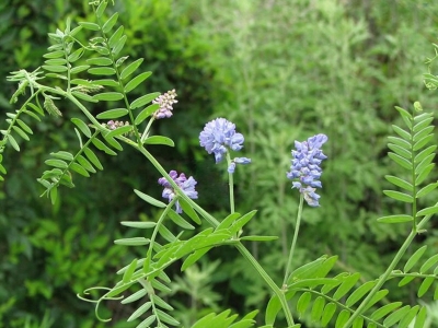 毛苕子種子應(yīng)該在幾月份播種？