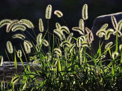 狗尾草種子在哪里可以批發(fā)得到？