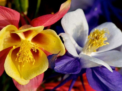 小花耬斗菜種子應(yīng)該在幾月份播種，生長比較好？