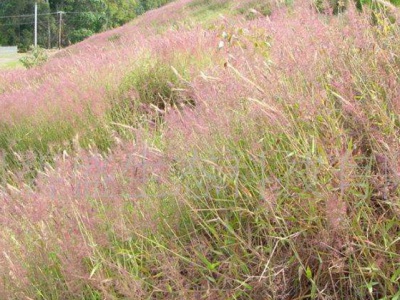 糖蜜草種子去哪買？