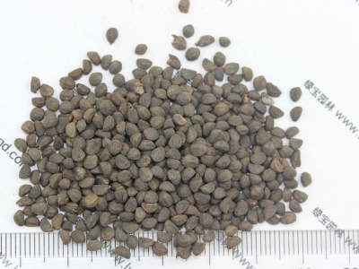 鶯蘿種子該去哪買？