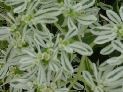 銀邊翠種子的批發(fā)價(jià)格是多少？