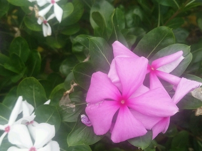 紫茉莉有毒么？