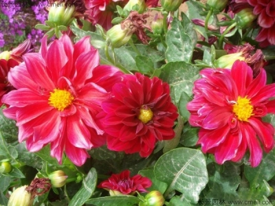 小麗花種子多久發(fā)芽，小麗花種子怎么播種