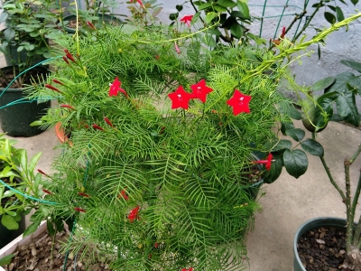 蔦蘿種子應(yīng)該去哪里購買？