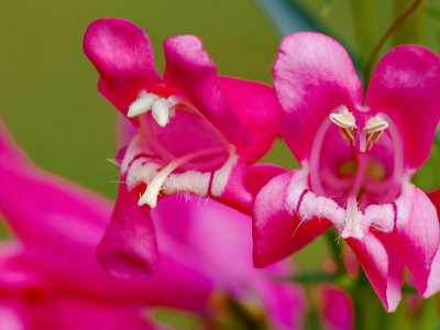 釣鐘柳種子可以去哪兒買？