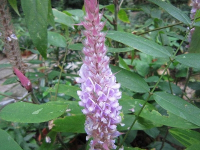 貓尾草種子怎么播種？什么時候播種好？