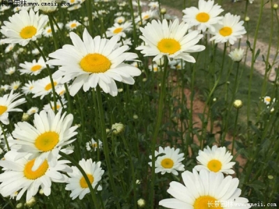 白晶菊種子多少錢一斤？