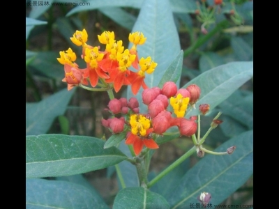 馬利筋種子哪里有賣的？