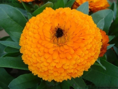 黃金菊種子多少錢一斤？