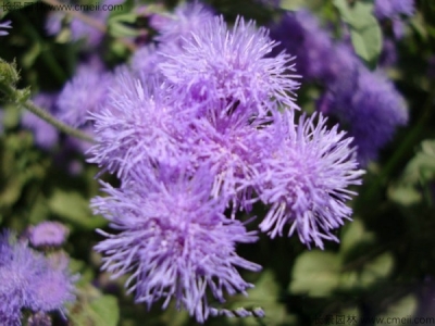 藿香薊種子怎么種？