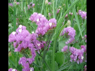 勿忘我種子多久能開(kāi)花