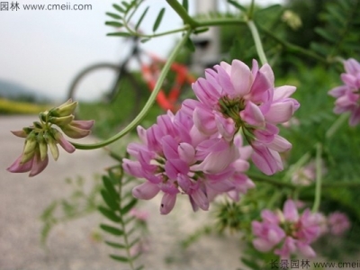 小冠花種子幾月份種植？