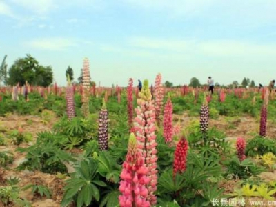 羽扇豆種子多少錢一斤